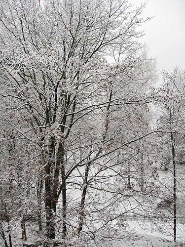 WinterSceneTLeC View of park after a snowfall