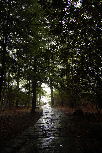 The Path by richardefreeman